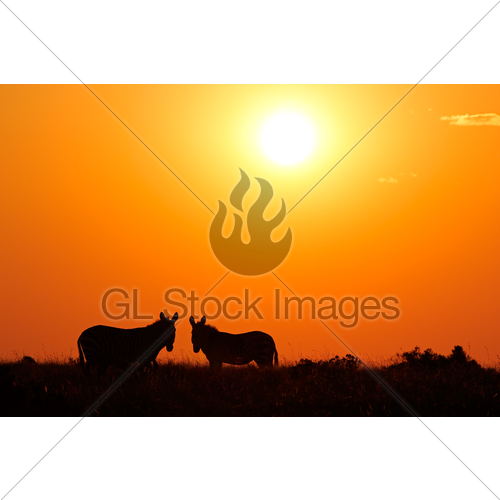 500x500 Zebra Silhouettes Gl Stock Images