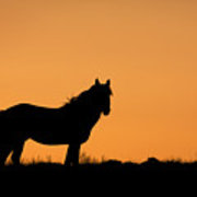 180x180 Mustang Sunset Silhouette Photograph By Daryl L Hunter