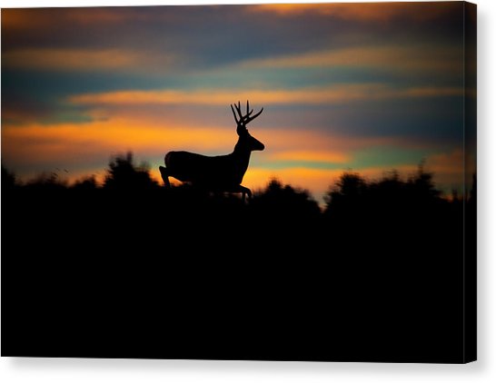 546x422 Deer Silhouette Canvas Prints
