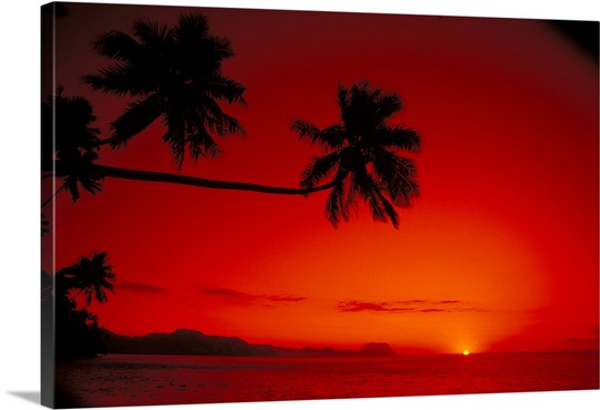 540x369 Fiji, Kadavu Islands, Sunset Palm Silhouetted Along Coast With Red