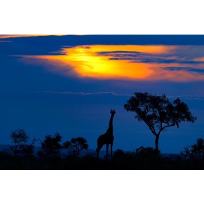 295x295 Jungle Murals Amp Safari Murals