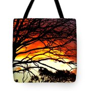 180x180 Sunset Tree Silhouette Photograph By The Creative Minds Art