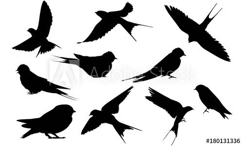 500x300 Swallow Silhouette Vector Graphics
