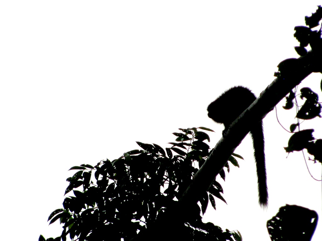 1024x768 March 2011 Tamarin Tales From Peru