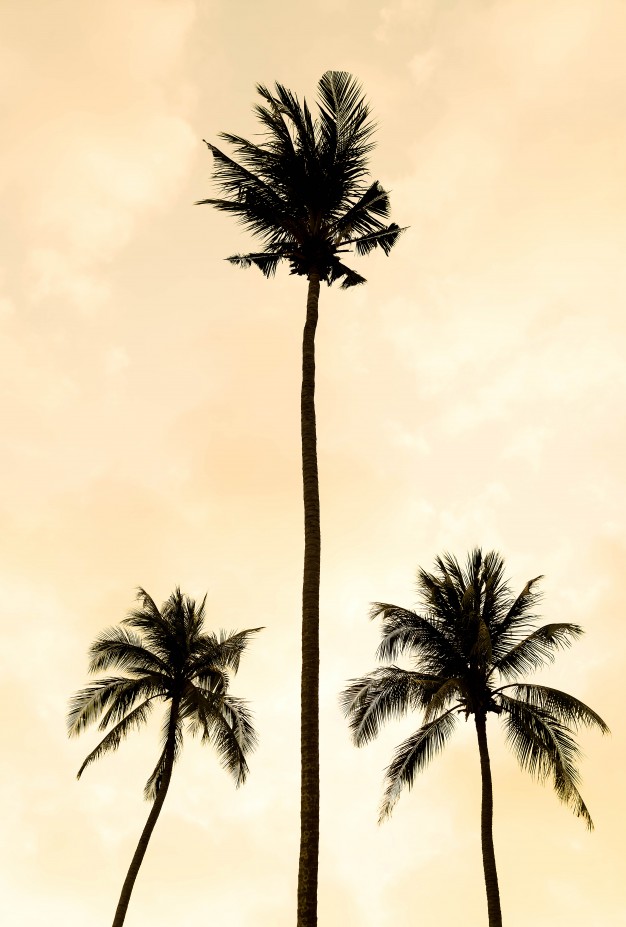 626x927 Silhouette Palm Tree On The Beach And Sea Around Beautiful Luxury