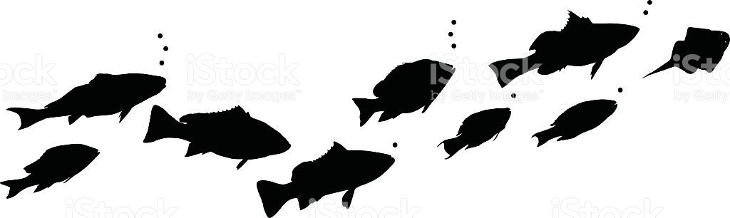 1024x306 Different Types Of Swimming Fish Swimming, Vector Art And Fish