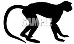 236x140 Royalty Free Monkey Clipart