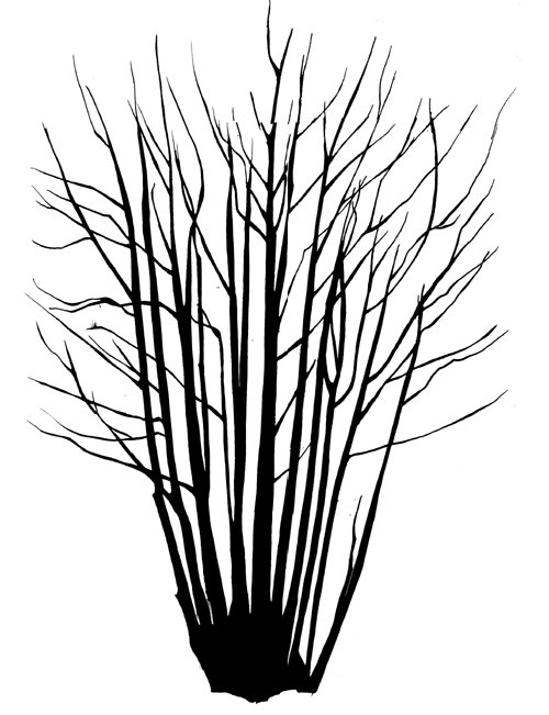 Sycamore Tree Silhouette at GetDrawings | Free download