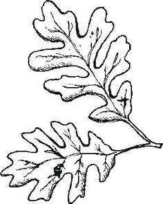 236x295 Sycamore Leaf Pattern. Use The Printable Outline For Crafts