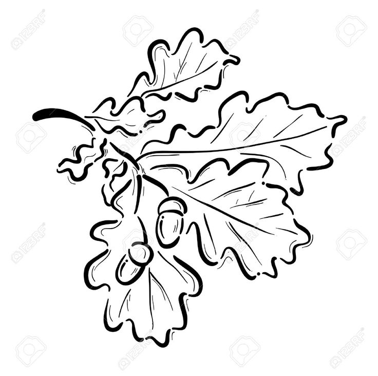 736x732 Ume Tree Clipart Acorn Tree