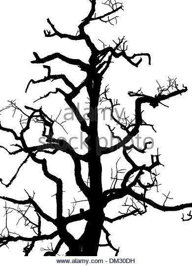 390x540 American Sycamore Black And White Stock Photos Amp Images