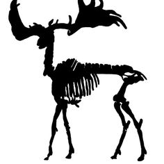 236x236 Tyrannosaurus Rex Skeleton Black Silhouettes