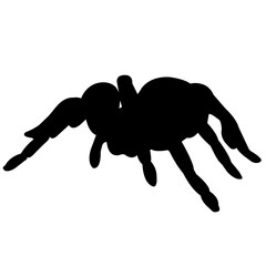 240x240 Tarantula Silhouette Vector Graphics