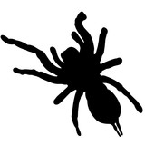 160x160 Tarantula Silhouette Vector Graphics Stock Image And Royalty Free