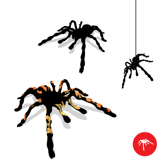 556x556 Tarantula Spider Vector Dragonartz Designs (We Moved