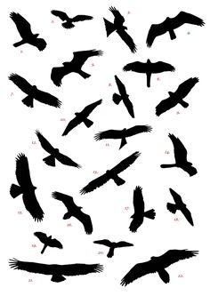 236x333 The Corvid ~ Shape Shifter Tattoos Shapes, Tattoo