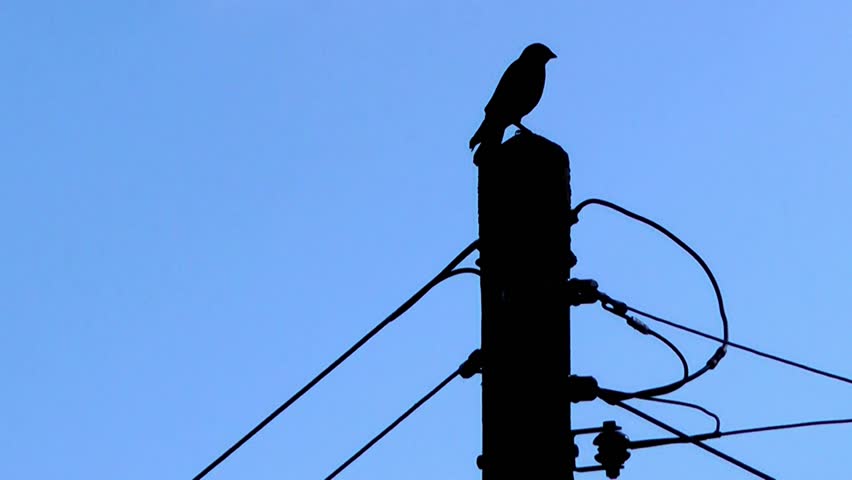 852x480 Bird On Telegraph Pole