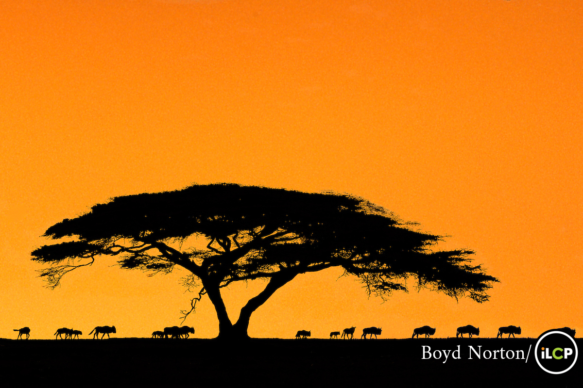 1200x800 Nps Centennial Celebrating Conservation Worldwide National