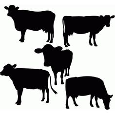236x236 Texas Longhorn Cows Silhouettes Collection Cattle Stock Image