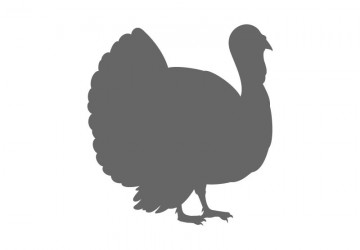 360x250 Thanksgiving Craft Shapes