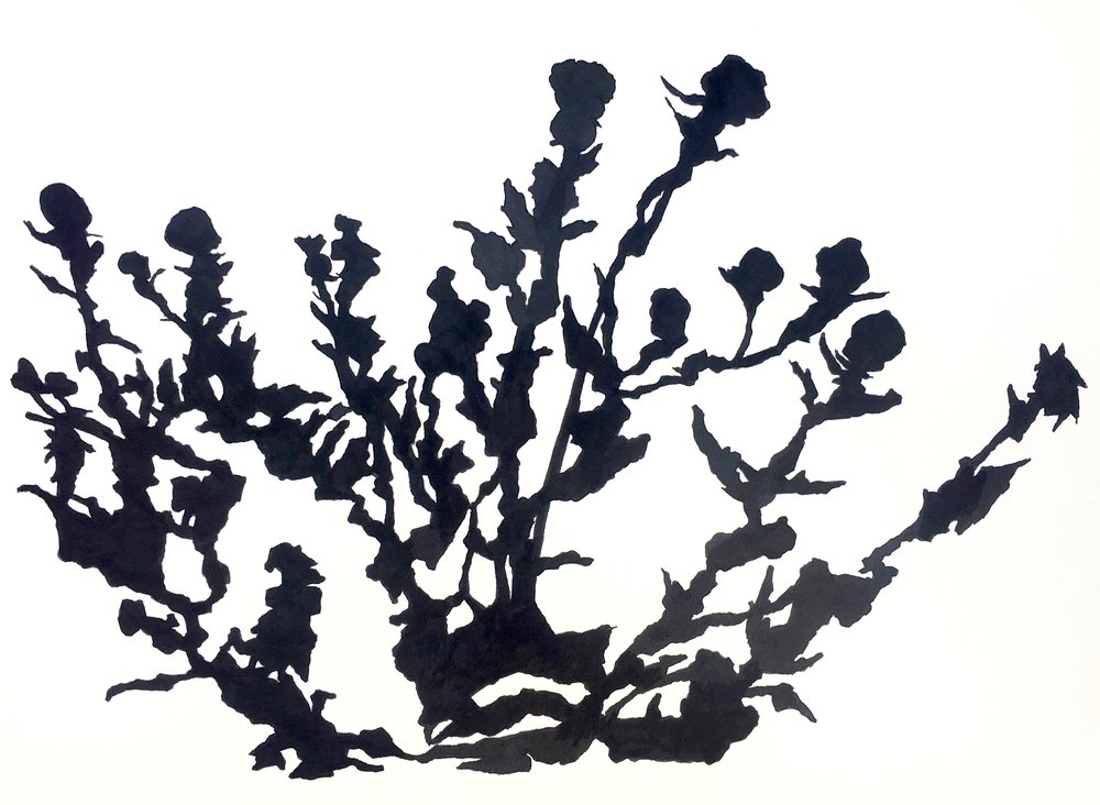 1000x732 Thistle Study 5 Clare Doveton