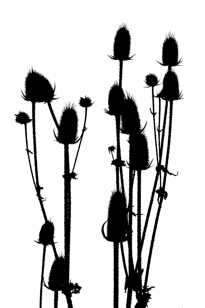 680x1024 Wildflower Silhouette Vidular