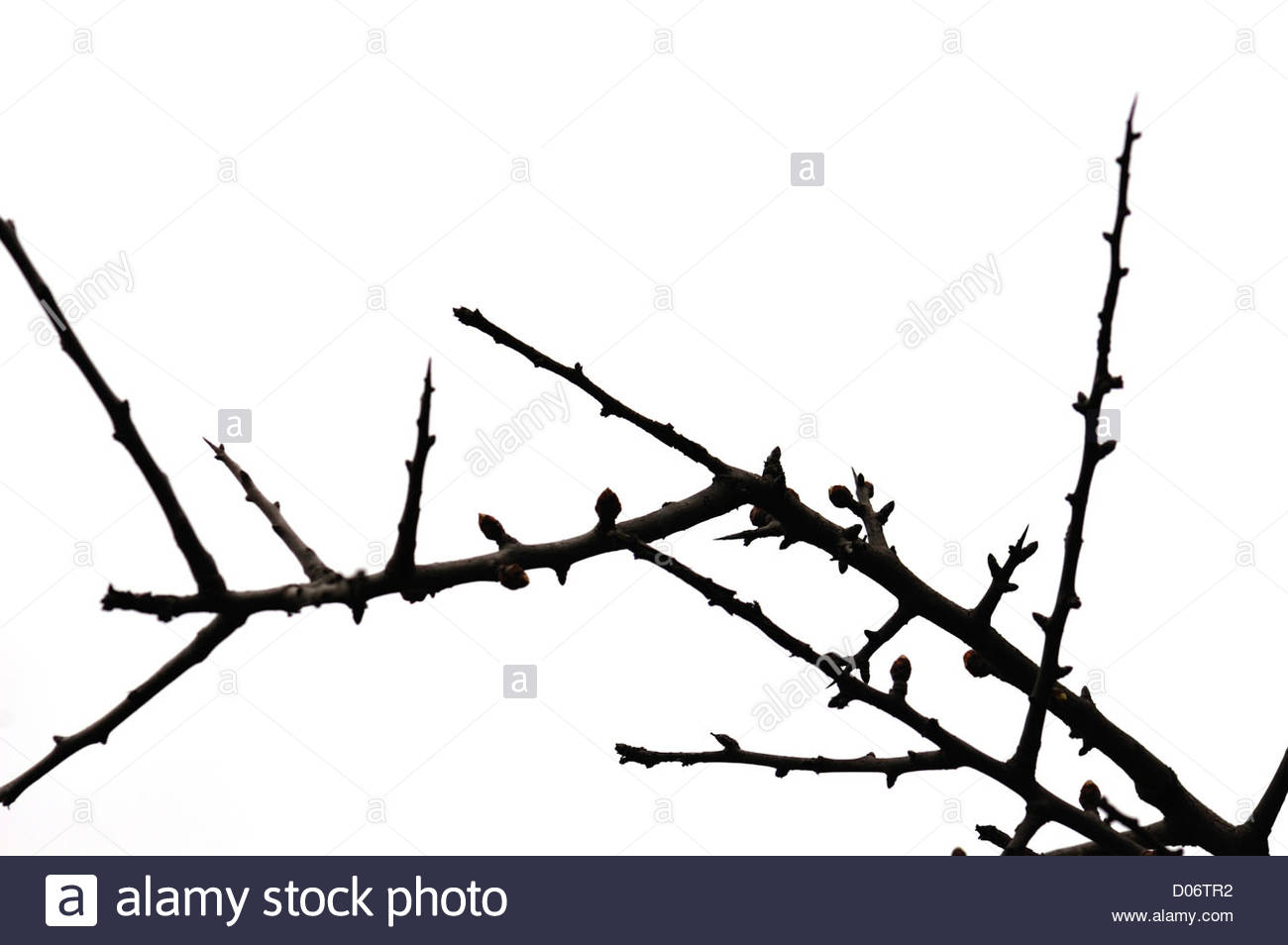 1300x954 Twigs With Buds Silhouette Of Leafless Plant On White Background