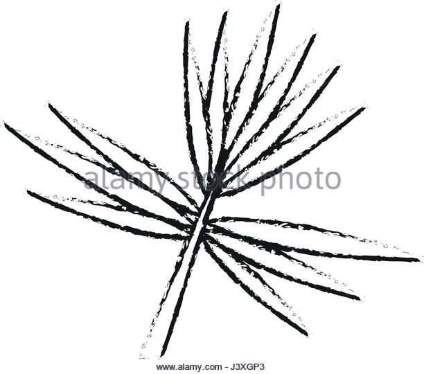612x540 Branch With Thorns Stock Photos Amp Branch With Thorns Stock Images