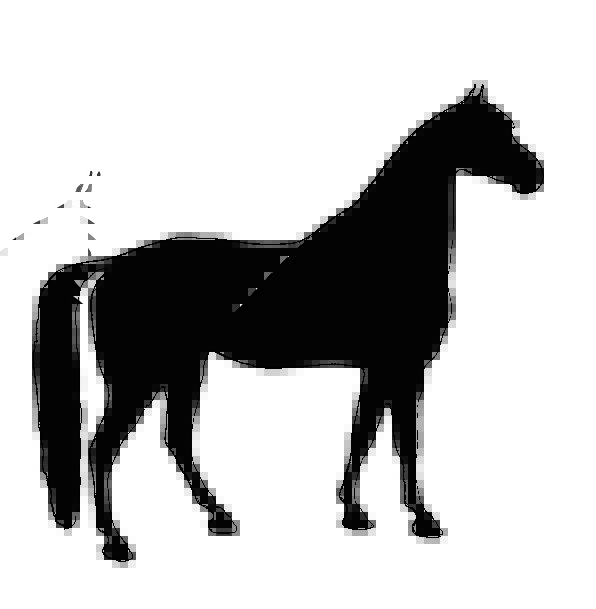 596x609 Horse, Mount, Textures, Backgrounds, Thoroughbred, Pedigree, Pony