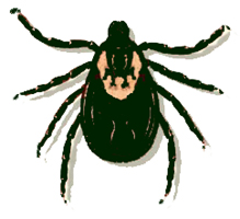 219x200 Tick Silhouette