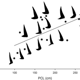 320x320 Fig. 6. Representative Tiger Shark Silhouettes Showing