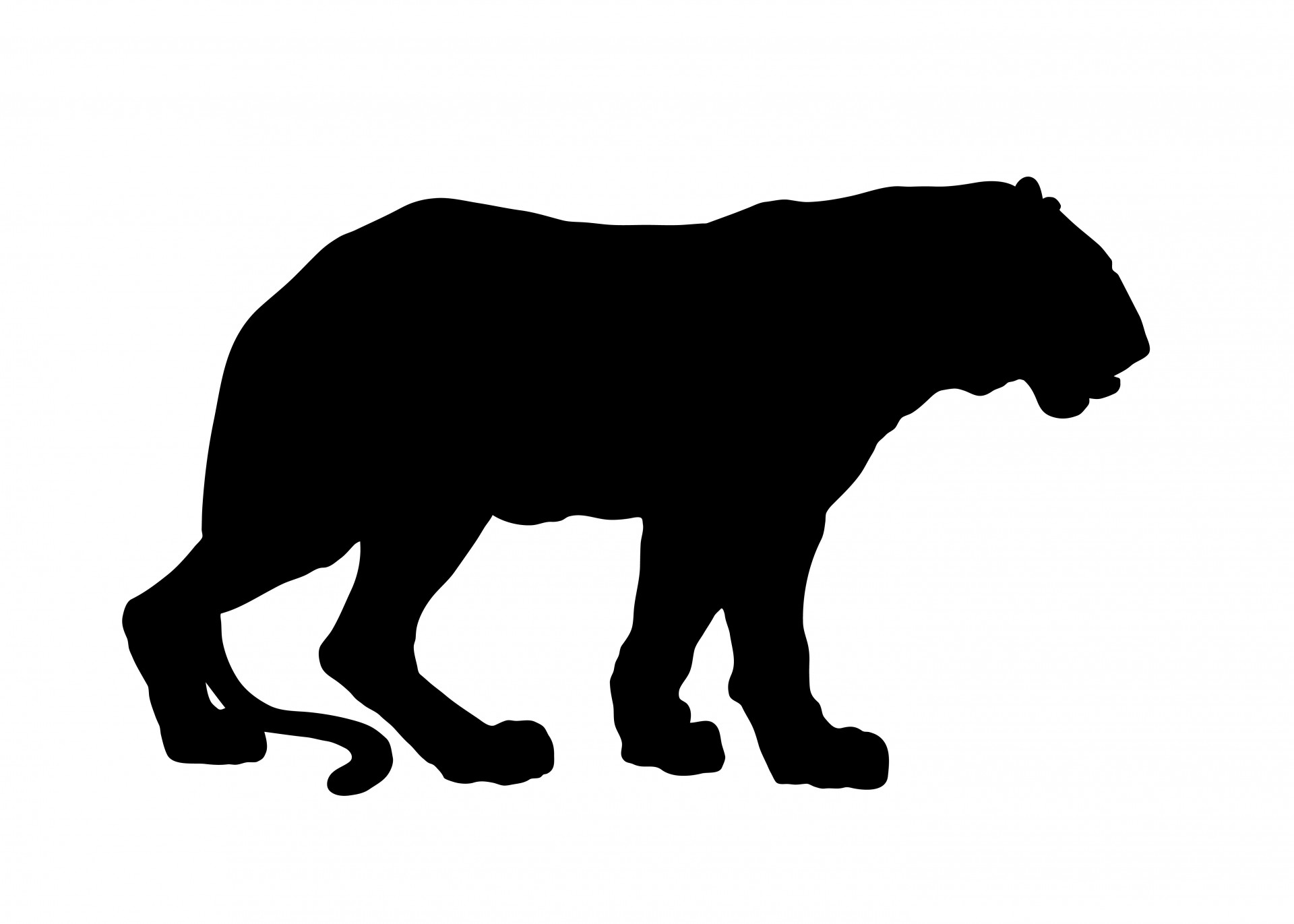 1920x1371 Tiger Silhouette Free Stock Photo