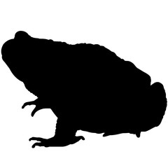 Toad Silhouette at GetDrawings | Free download