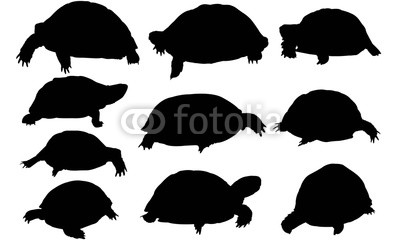 400x240 Tortoise Buy Photos Ap Images Search