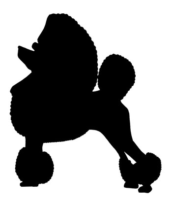 350x420 Winters Wind Standard Poodles