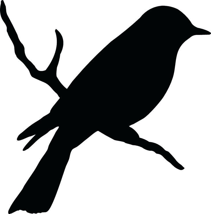 736x747 Bird On Tree Branch Silhouette