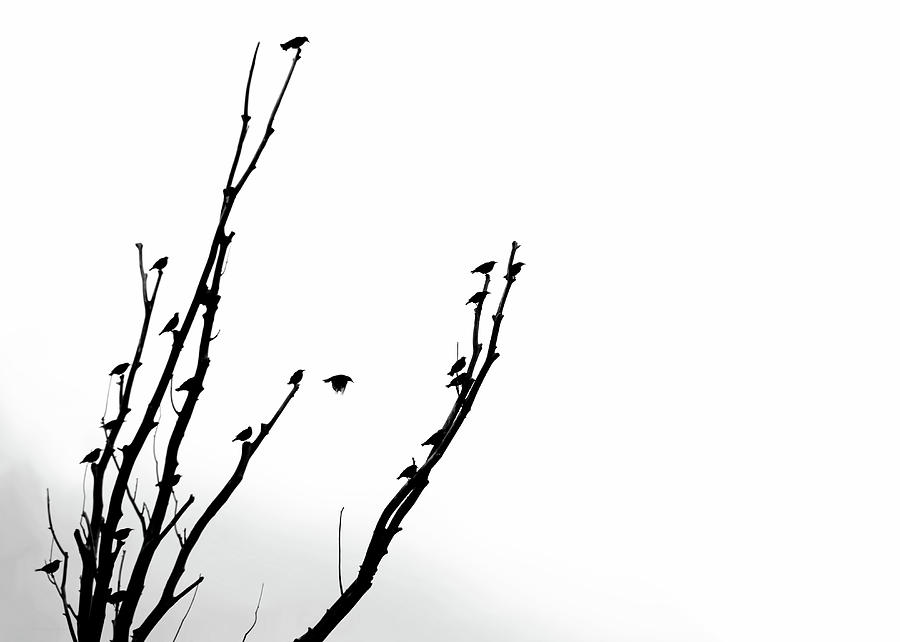 900x642 Birds Silhouette In Tree Black And White Photograph By Jennie