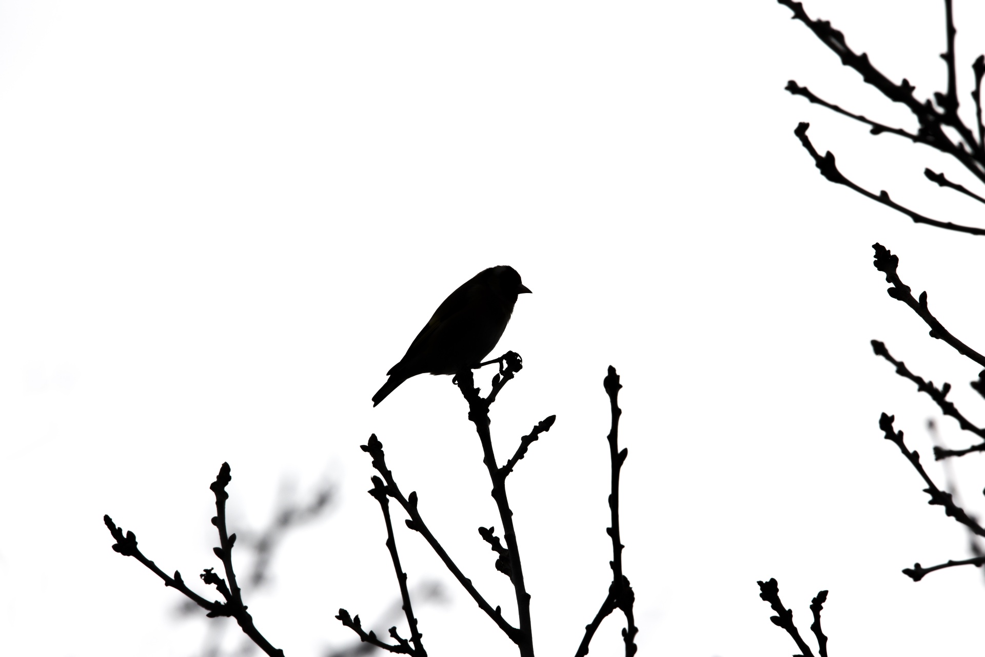 1920x1280 Bird Silhouette Free Stock Photo