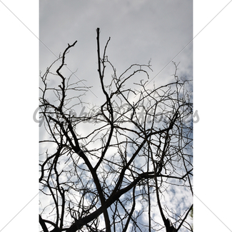 325x325 Oak Tree Branches Silhouette Gl Stock Images