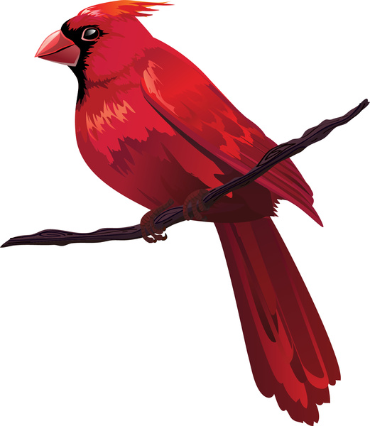 521x600 Red Bird On Tree Branch Free Vector In Adobe Illustrator Ai ( Ai