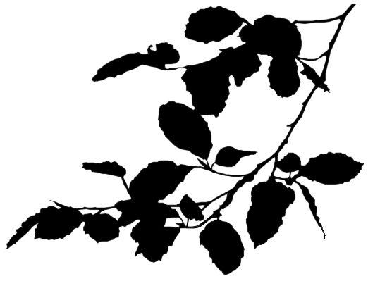 522x399 17 Best Floral Silhouette Images On Silhouette