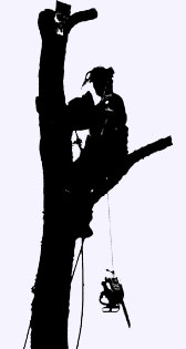 168x315 Formby Tree Cutters