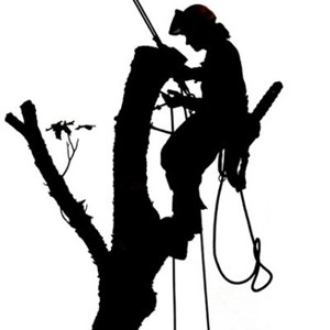 300x300 Tree Care Coupons In Alpharetta, Georgia Smith