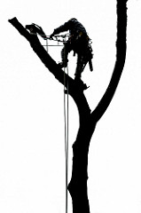 Tree Climber Silhouette at GetDrawings | Free download