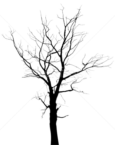 474x600 Silhouette Of Dead Tree Without Leaves Vector Illustration