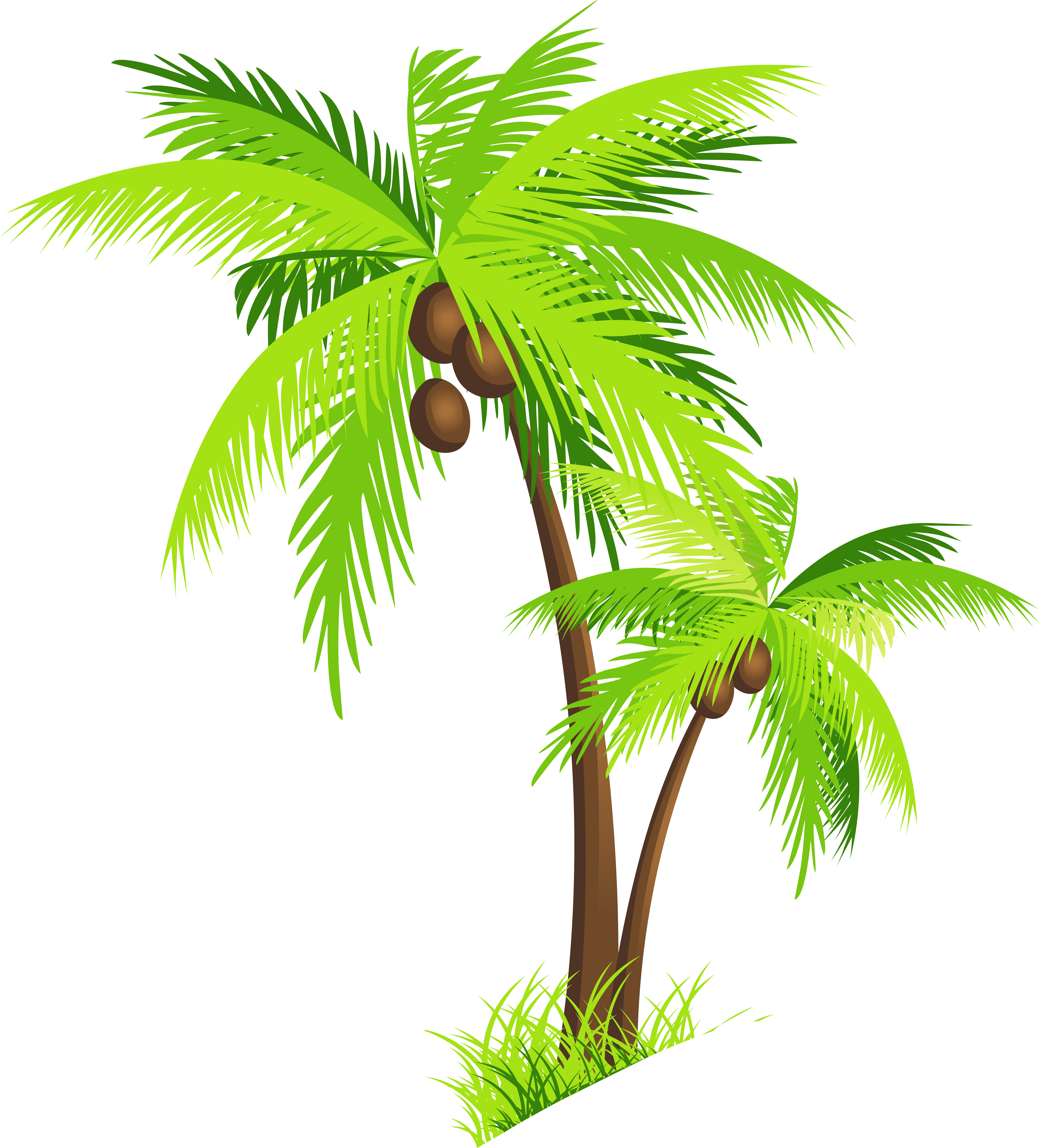 6146x6787 Palm Tree With Coconuts Png Clipart Pictureu200b Gallery