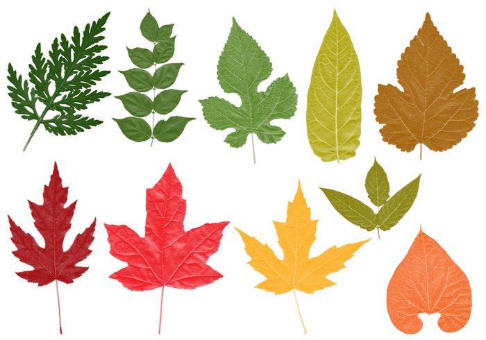 700x490 High Res Leaves