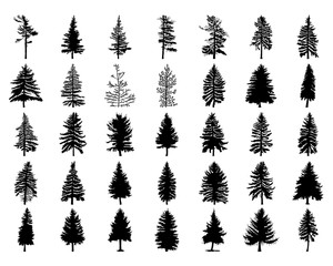 300x240 Vector Set Silhouette Of Different Canadian Pine Trees. Conifer