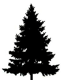 236x306 Pine Tree Outline Large Pine Tree Clip Art