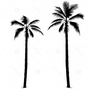 300x300 Palm Tree Silhouettes Png Transparent Background Arenawp